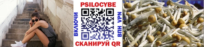 что такое Любим Псилоцибиновые грибы Psilocybe