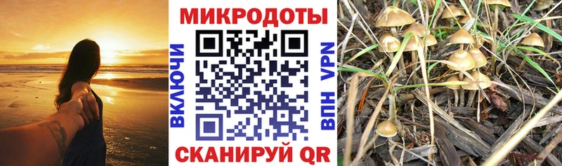 Псилоцибиновые грибы Cubensis Любим